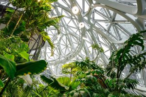 Amazon Office in Seattle with Rainforest interior